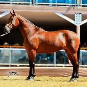 whatsapp image 2025 08 16 at 17.17.58 (1)