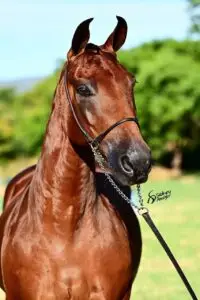 whatsapp image 2025 08 16 at 17.17.58 (2)