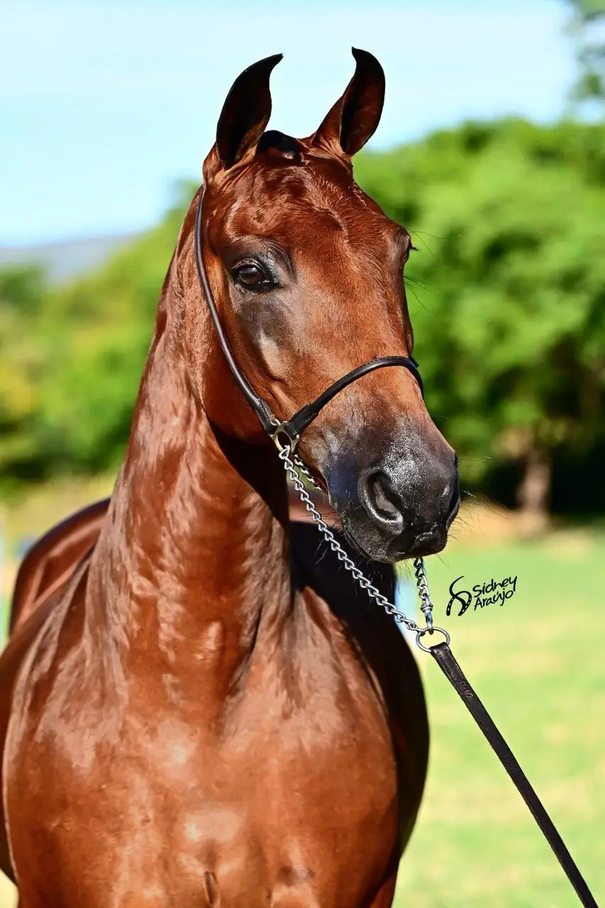 Jangada do Rep whatsapp image 2025 08 16 at 17.17.58 (2)