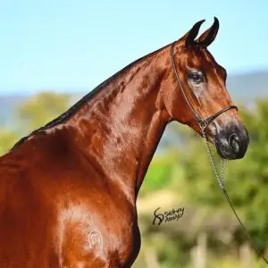 whatsapp image 2025 08 16 at 17.17.58 (3)