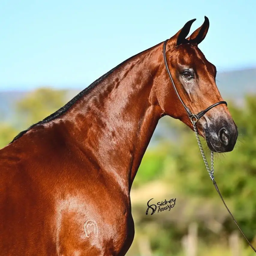 Jangada do Rep whatsapp image 2025 08 16 at 17.17.58 (3)