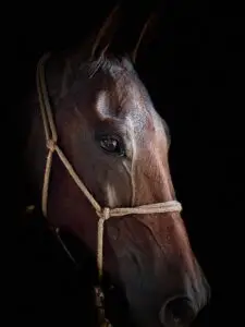 whatsapp image 2025 08 16 at 17.22.55