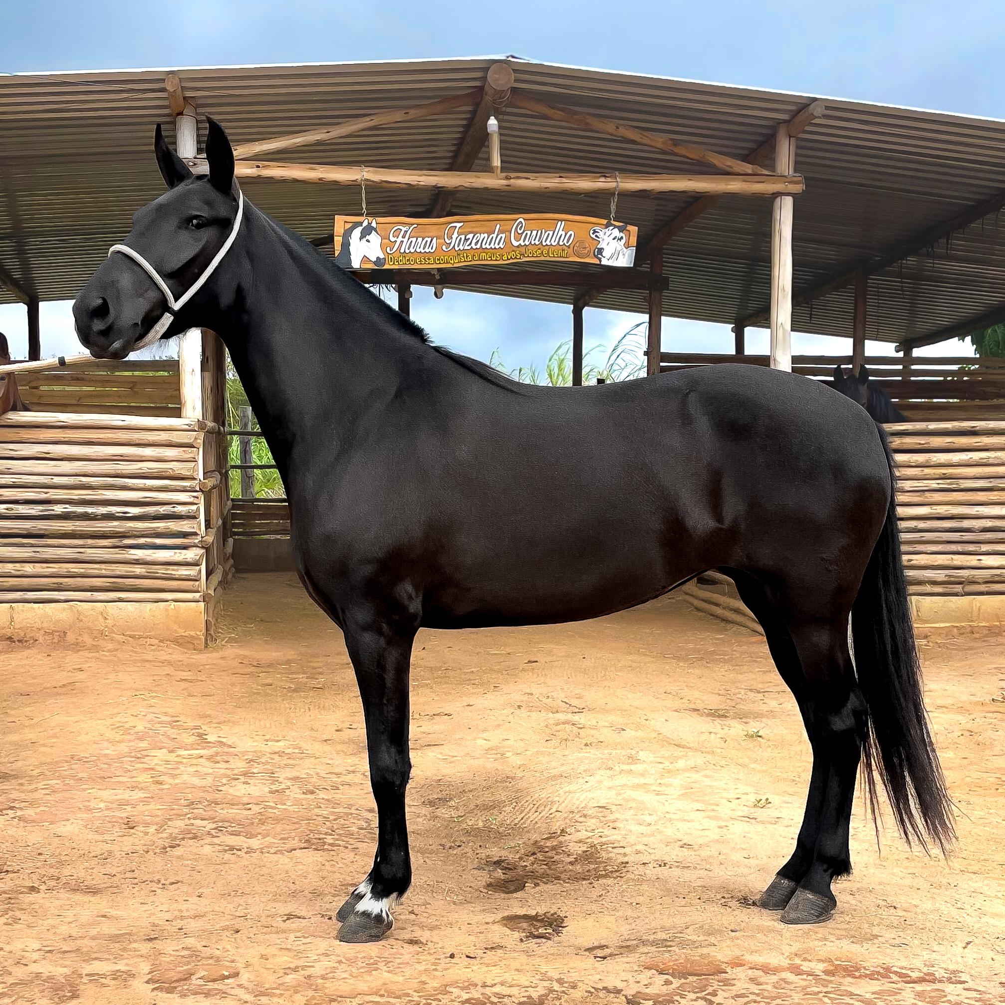 whatsapp image 2025 08 16 at 18.58.02 (1)