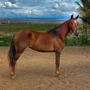 whatsapp image 2025 08 16 at 19.37.21 (1)