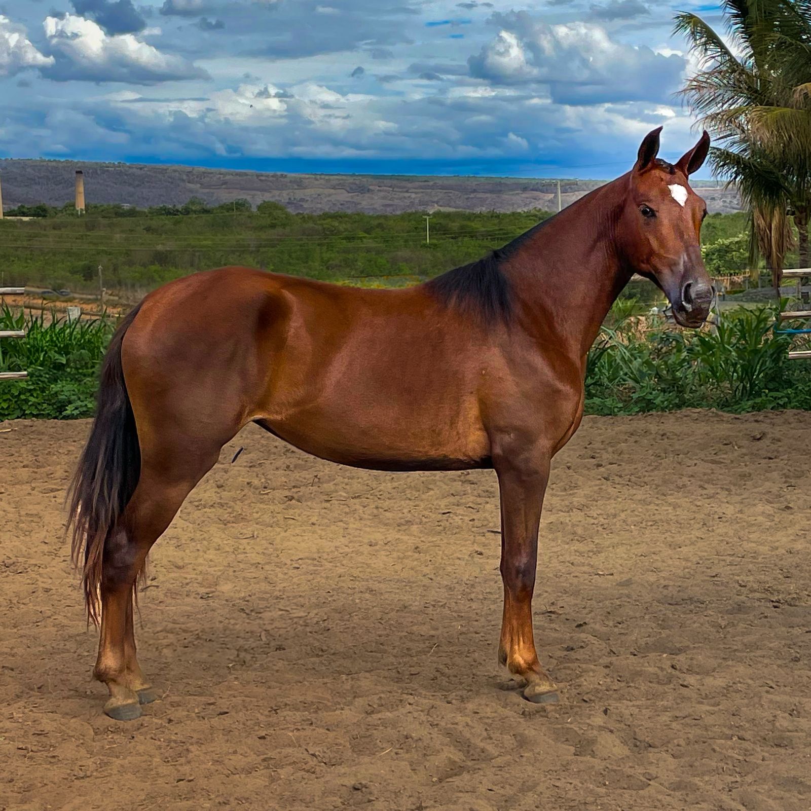 whatsapp image 2025 08 16 at 19.37.21 (1)