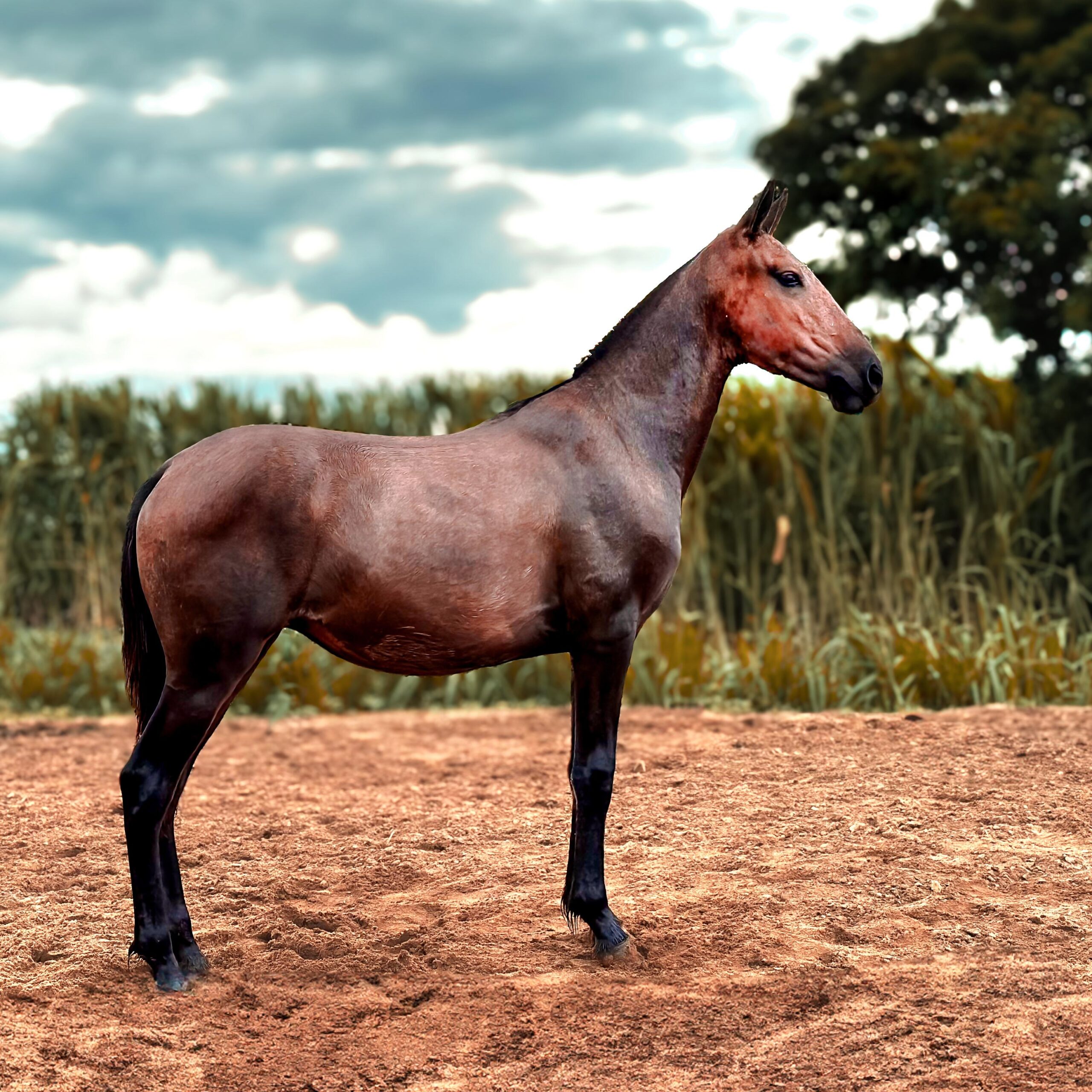 whatsapp image 2025 08 17 at 17.55.25 (1)