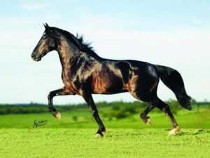 Garanhões elfo de porto azul