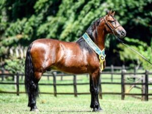 Garanhões perfume do monteiro