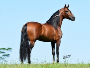 Garanhões poeta de porto azul