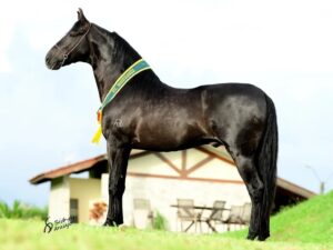 Garanhões timoneiro da rincon