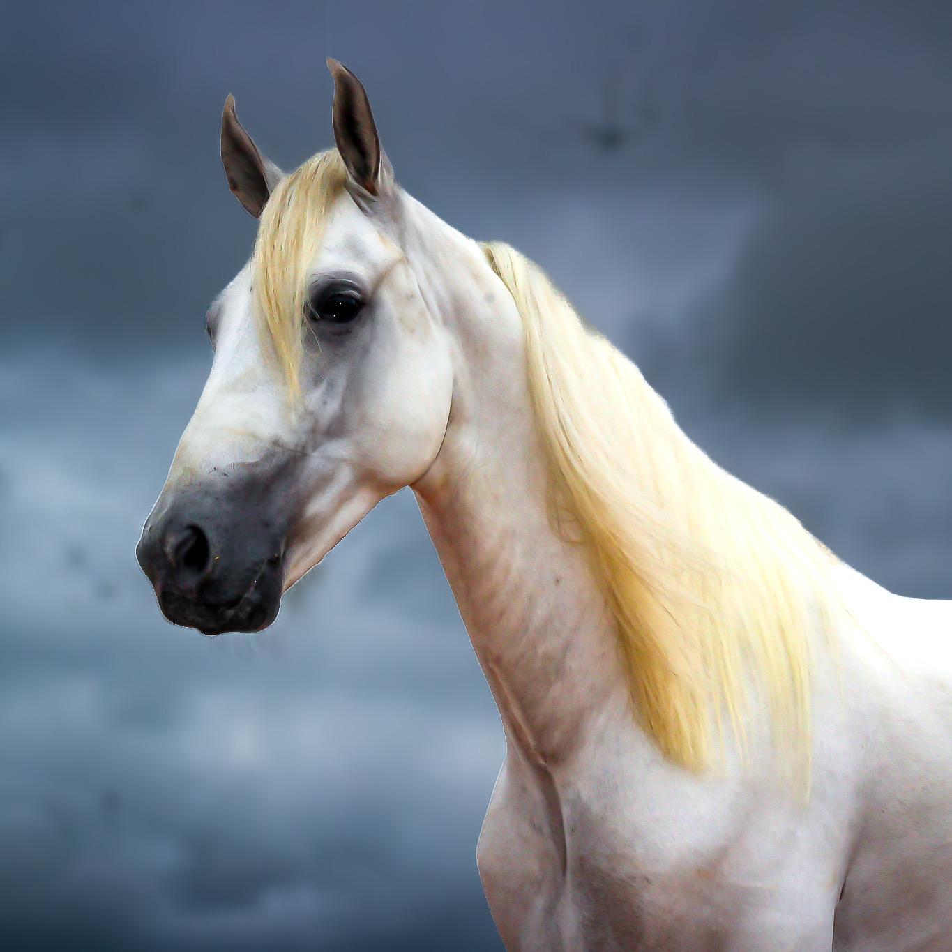 Alfinete do Zel whatsapp image 2025 08 16 at 23.03.58 (5)