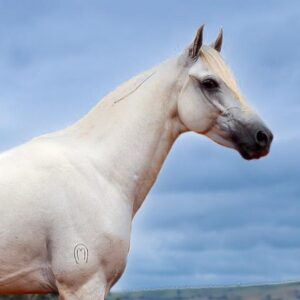 whatsapp image 2025 08 16 at 23.03.58 (8)