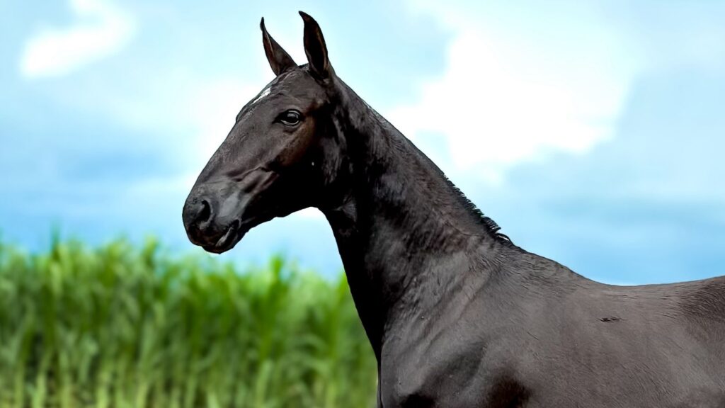 whatsapp image 2025 08 17 at 16.51.26