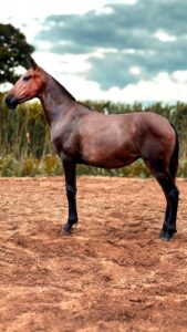 Caprichosa do HFC whatsapp image 2025 08 17 at 17.55.26