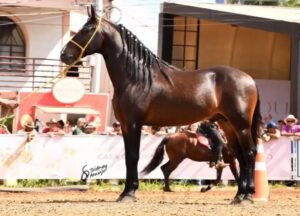 Garanhões whatsapp image 2025 09 09 at 17.23.55