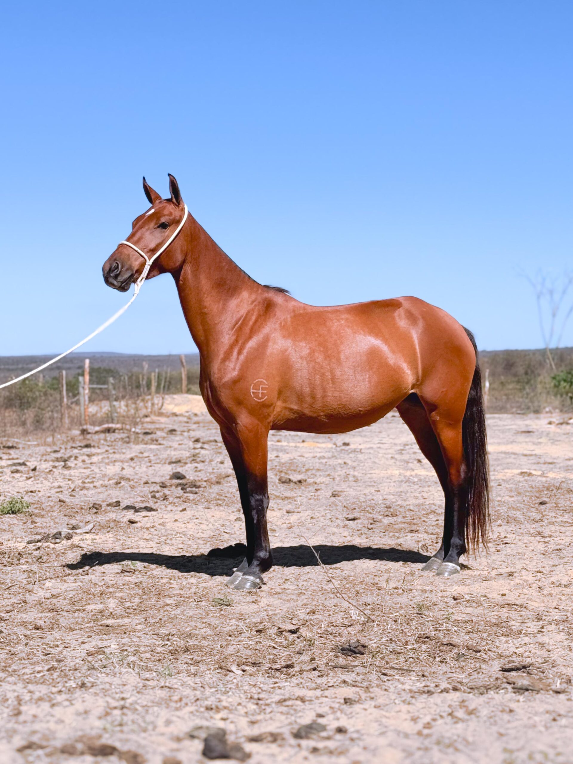 Anabely do HFC whatsapp image 2025 10 02 at 13.10.10