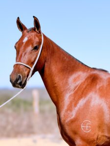 whatsapp image 2025 10 02 at 13.10.11 (1)