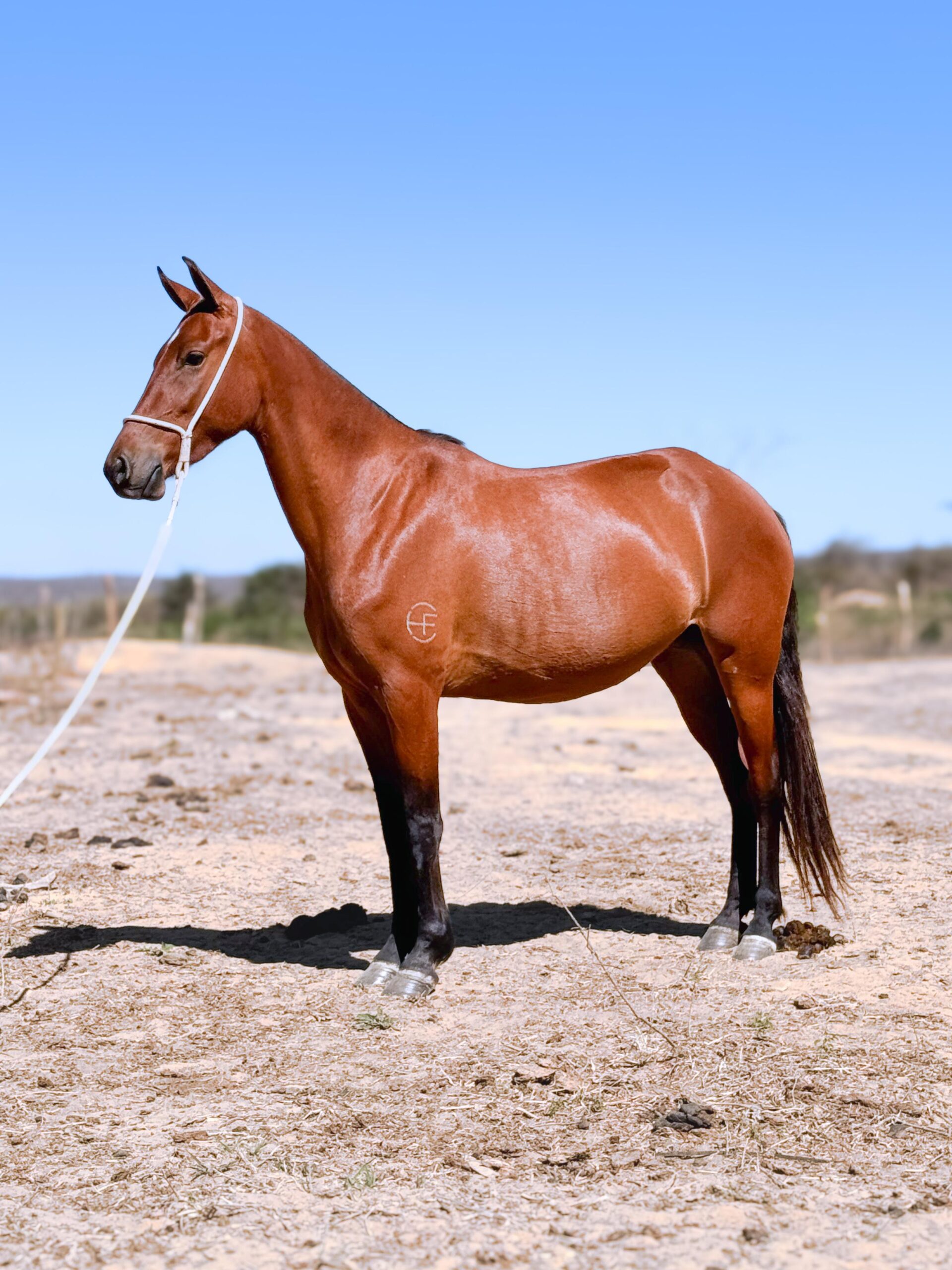 Anabely do HFC whatsapp image 2025 10 02 at 13.10.11 (2)