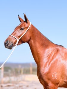 whatsapp image 2025 10 02 at 13.10.11