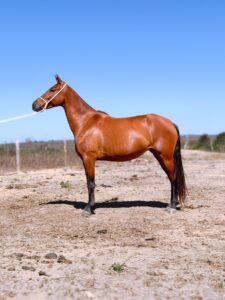 whatsapp image 2025 10 02 at 13.10.11 (3)