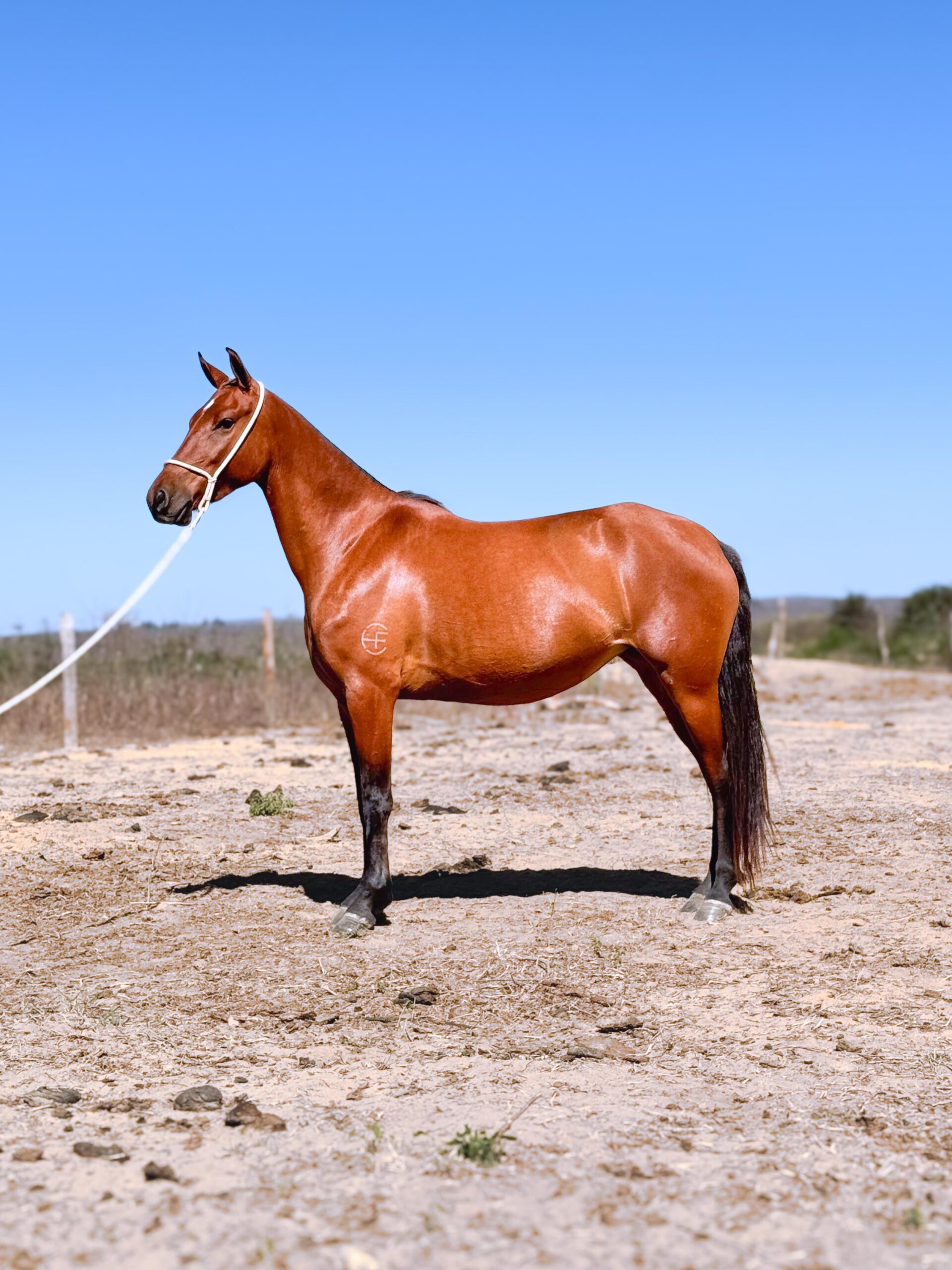 Anabely do HFC whatsapp image 2025 10 02 at 13.10.11 (4)