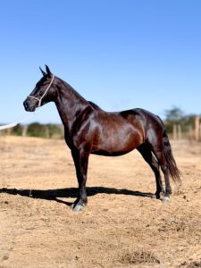 whatsapp image 2025 10 02 at 13.11.07 (1)