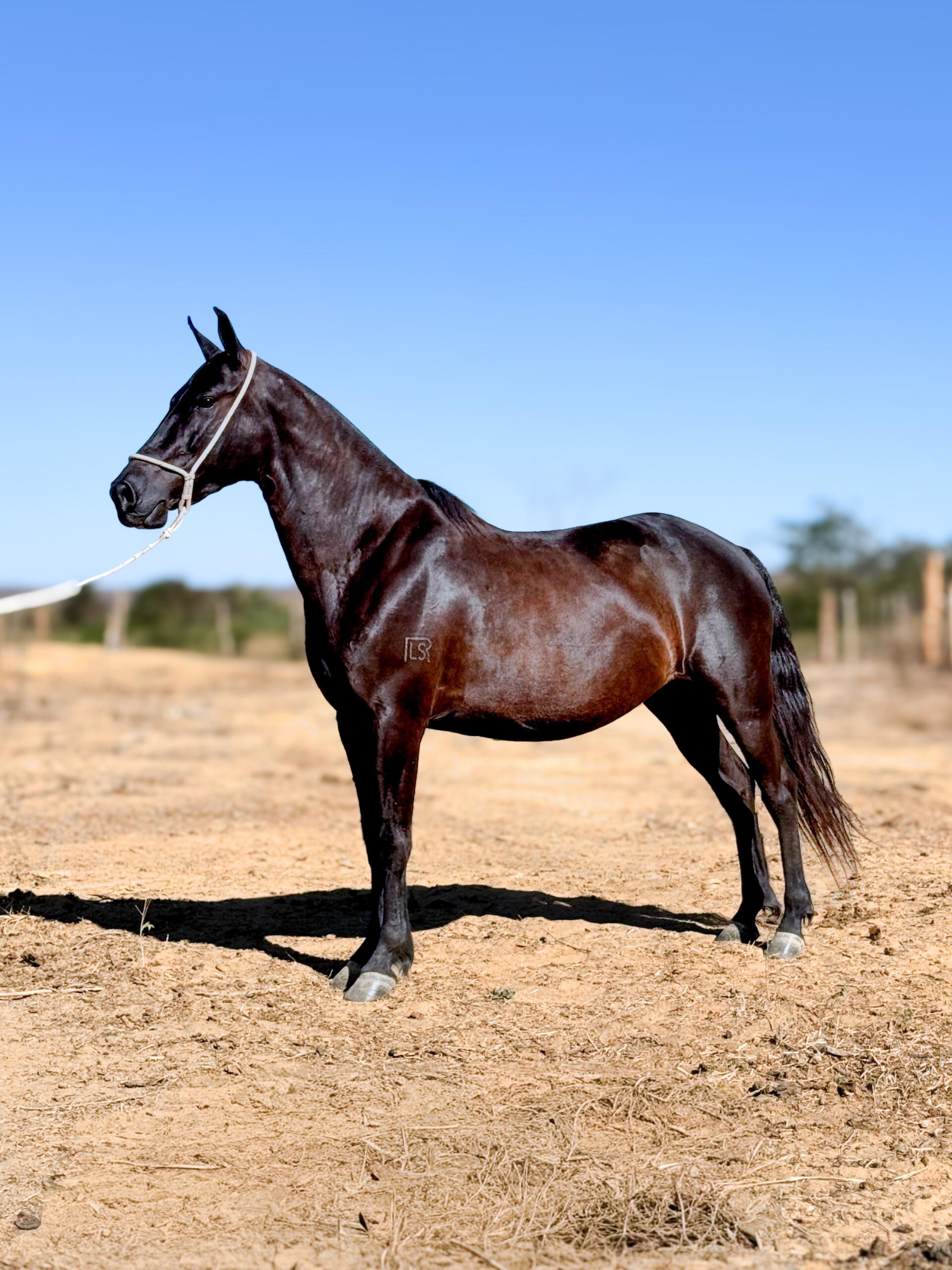 Matrizes whatsapp image 2025 10 02 at 13.11.07 (1)