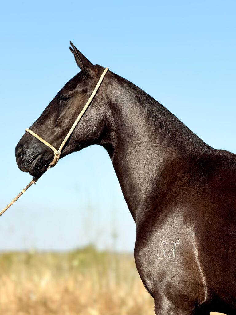 whatsapp image 2025 10 02 at 13.11.40