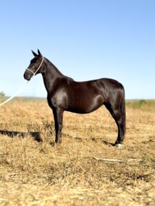 whatsapp image 2025 10 02 at 13.11.42 (1)