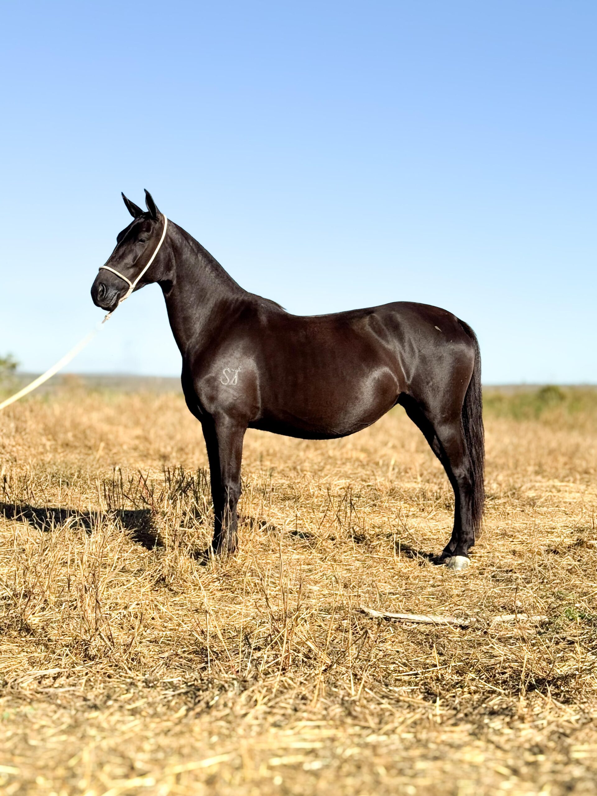 Matrizes whatsapp image 2025 10 02 at 13.11.42 (1)