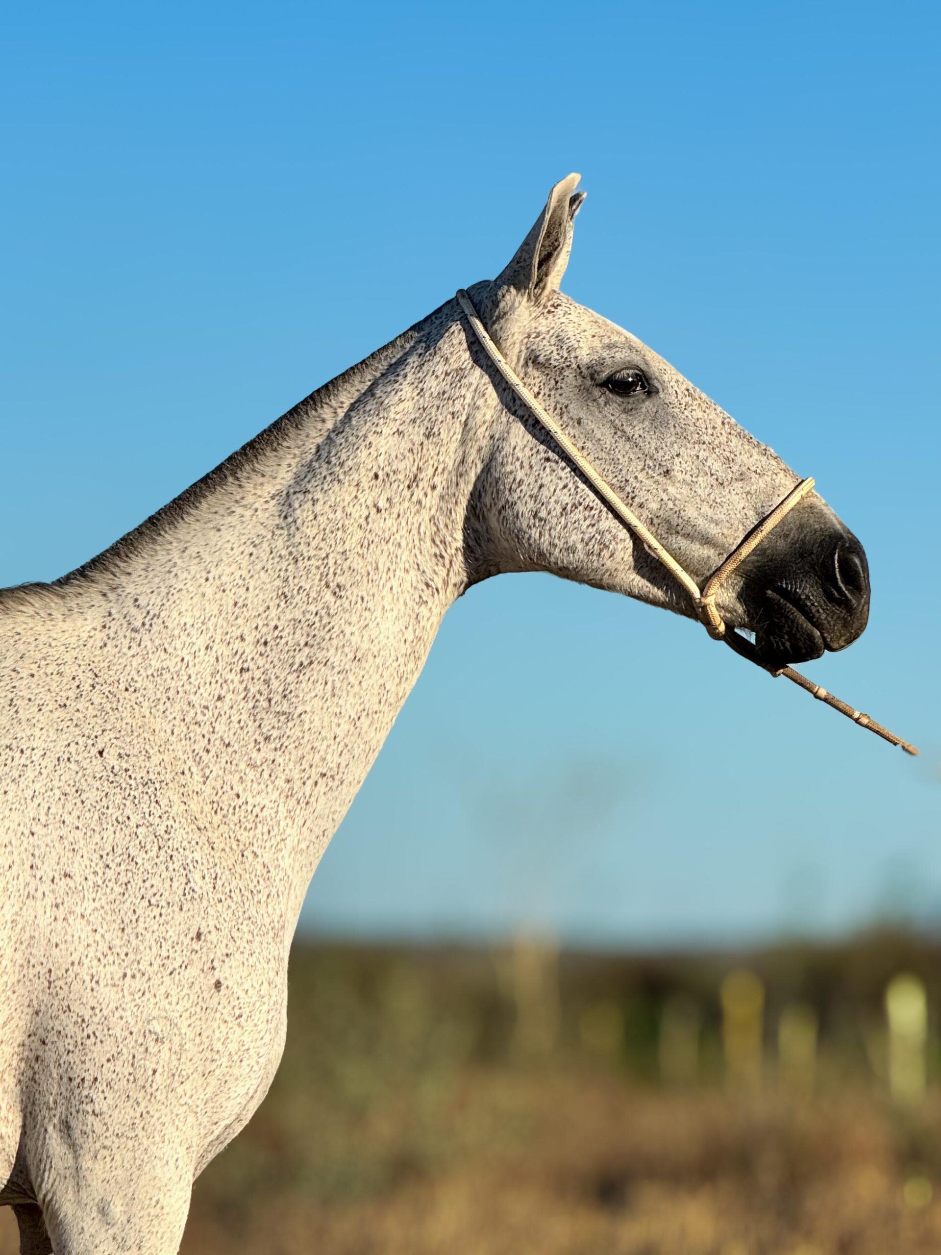 Olinda do Aeroporto whatsapp image 2025 10 02 at 13.12.32 (2)