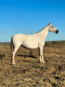 whatsapp image 2025 10 02 at 13.12.32