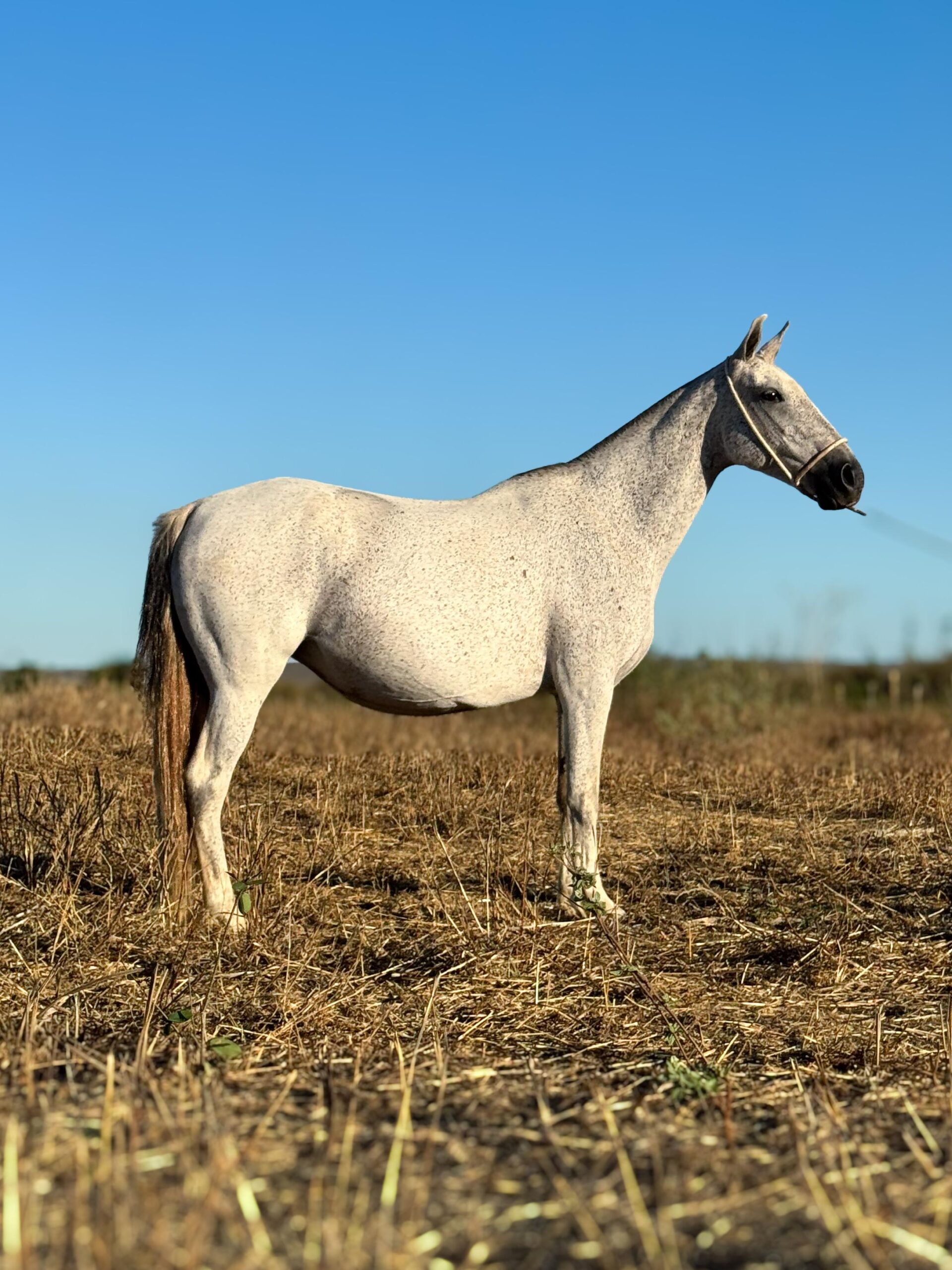 Olinda do Aeroporto whatsapp image 2025 10 02 at 13.12.32 (5)