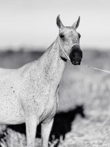 whatsapp image 2025 10 02 at 13.12.32 (7)