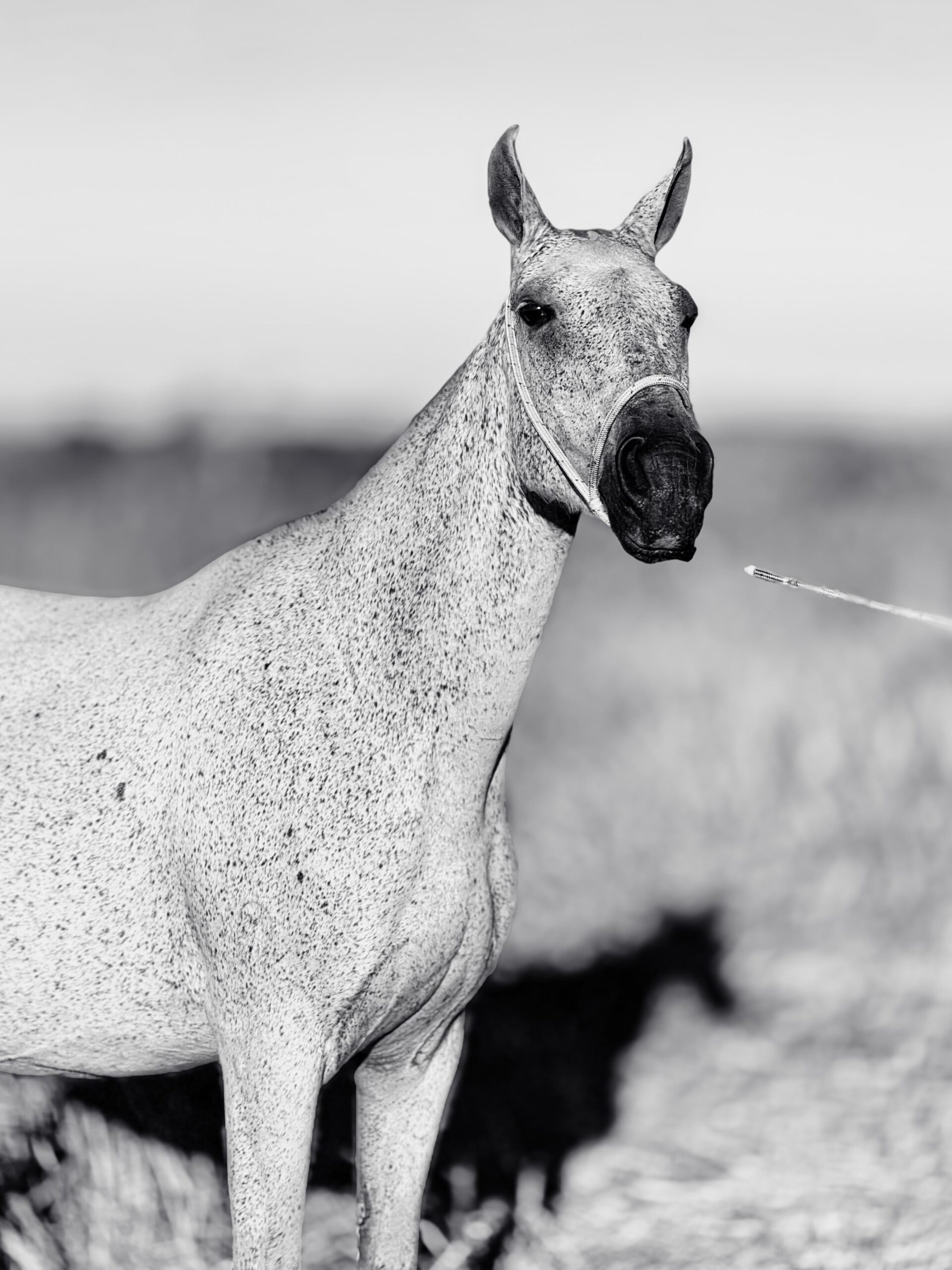 Olinda do Aeroporto whatsapp image 2025 10 02 at 13.12.32 (7)