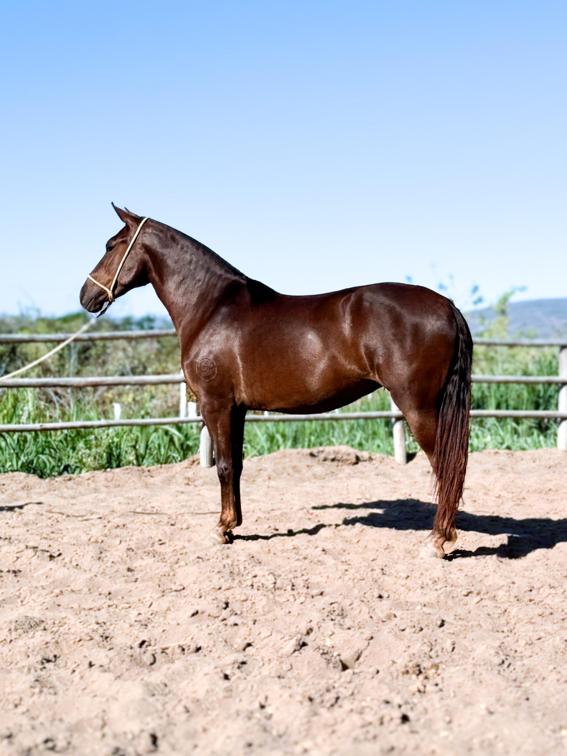 Catrina HFC de Baependi whatsapp image 2025 10 02 at 13.14.35 (1)