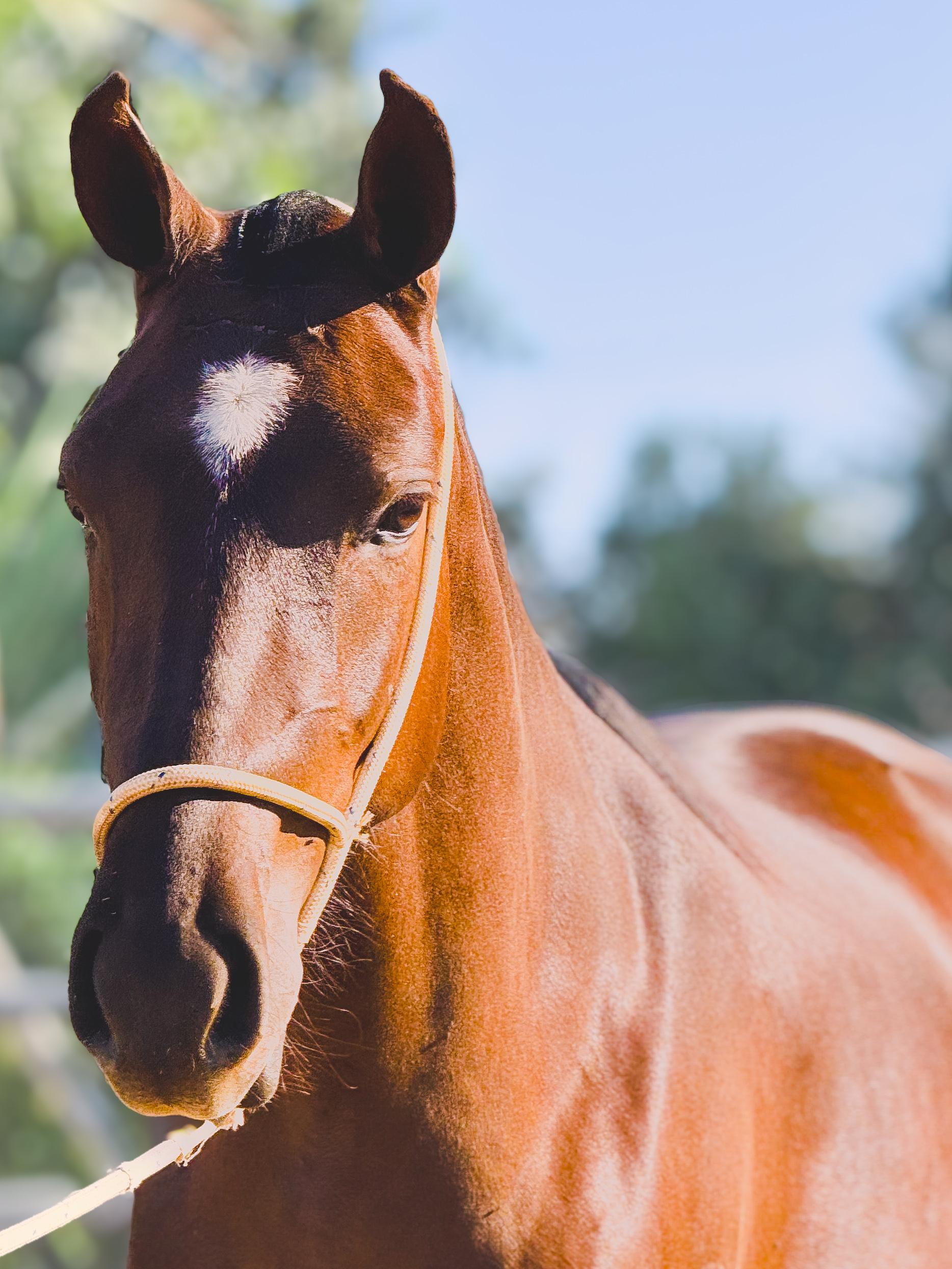 Catrina HFC de Baependi whatsapp image 2025 10 02 at 13.14.36