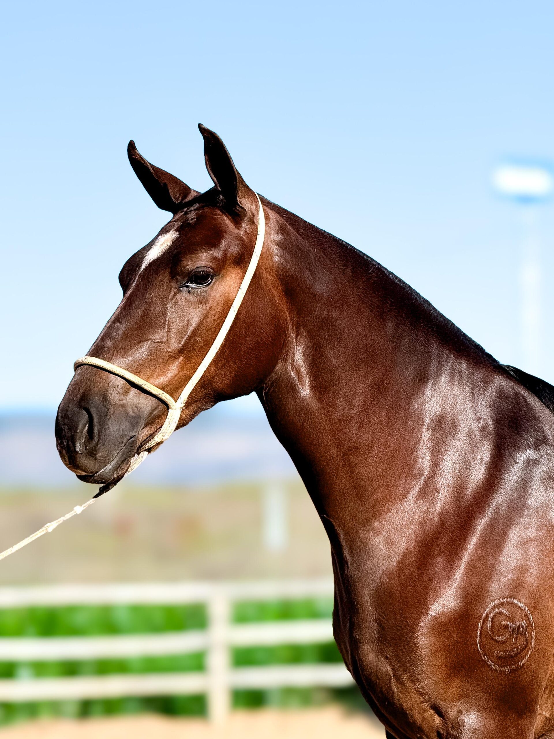 Catrina HFC de Baependi whatsapp image 2025 10 02 at 13.14.37 (1)