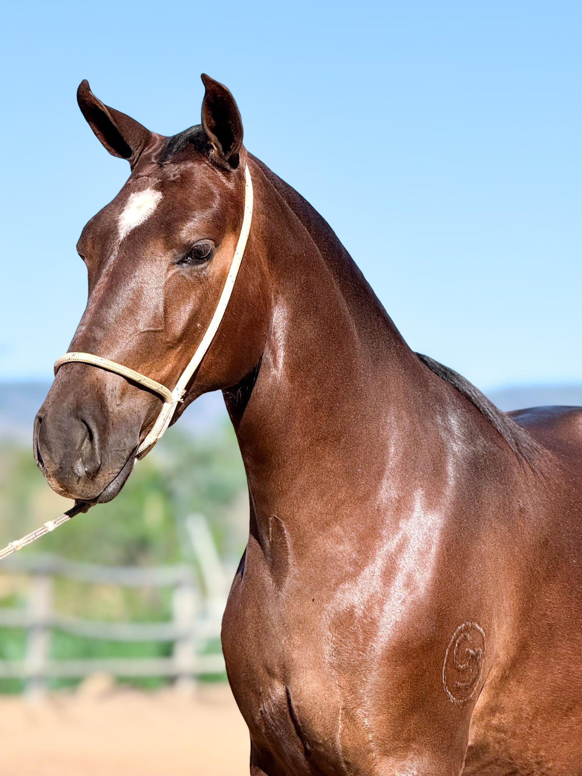 Catrina HFC de Baependi whatsapp image 2025 10 02 at 13.14.37 (2)