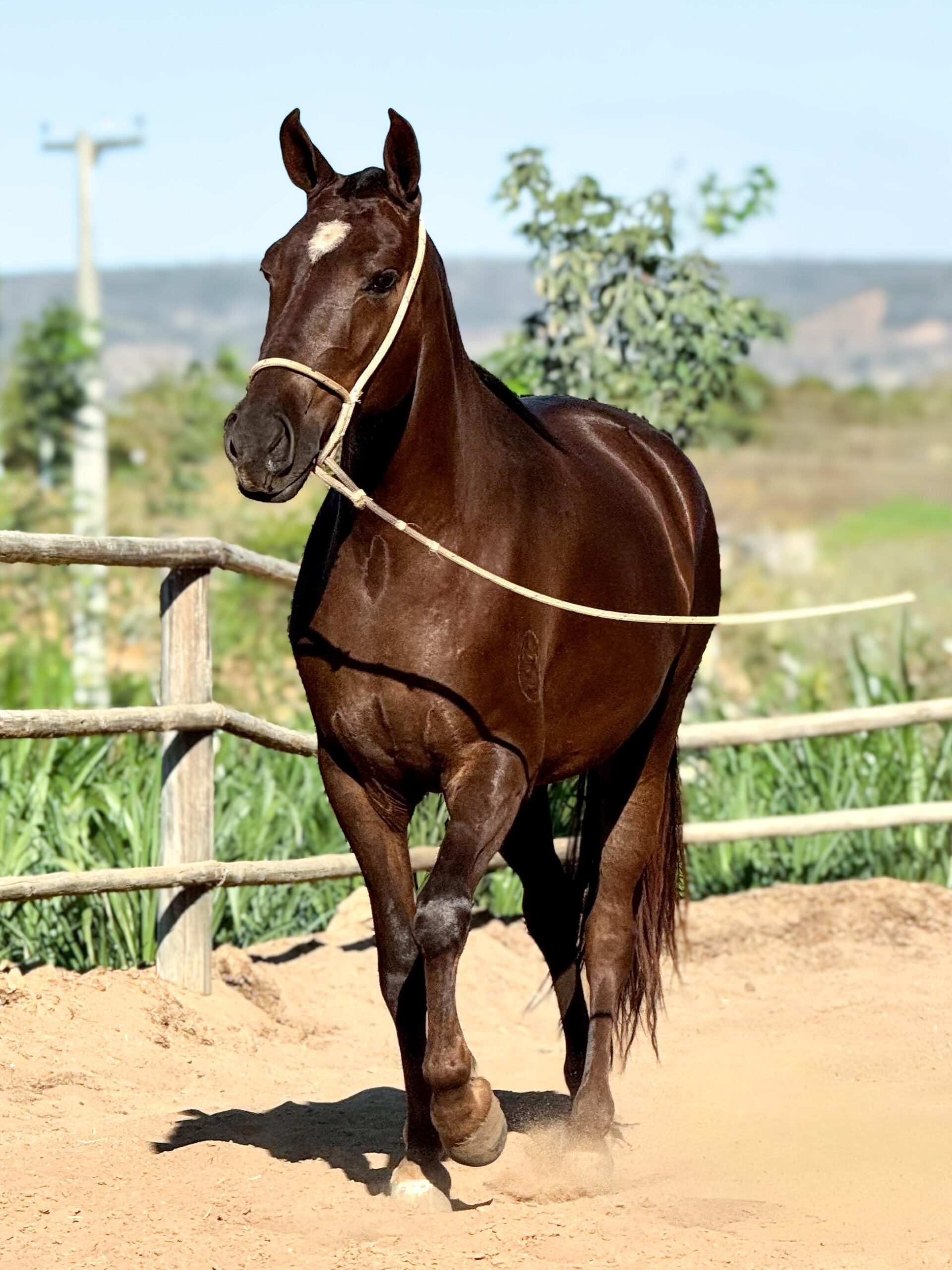 Catrina HFC de Baependi whatsapp image 2025 10 02 at 13.14.37 (3)