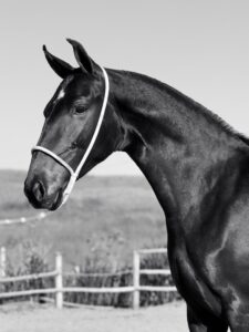 whatsapp image 2025 10 02 at 13.15.16 (1)