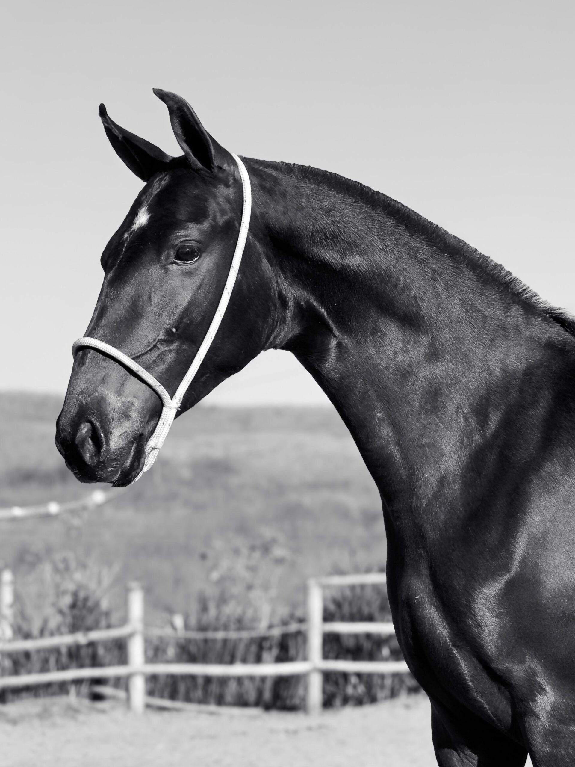 Capitu do HFC whatsapp image 2025 10 02 at 13.15.16 (1)