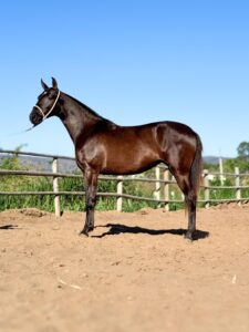 whatsapp image 2025 10 02 at 13.15.16