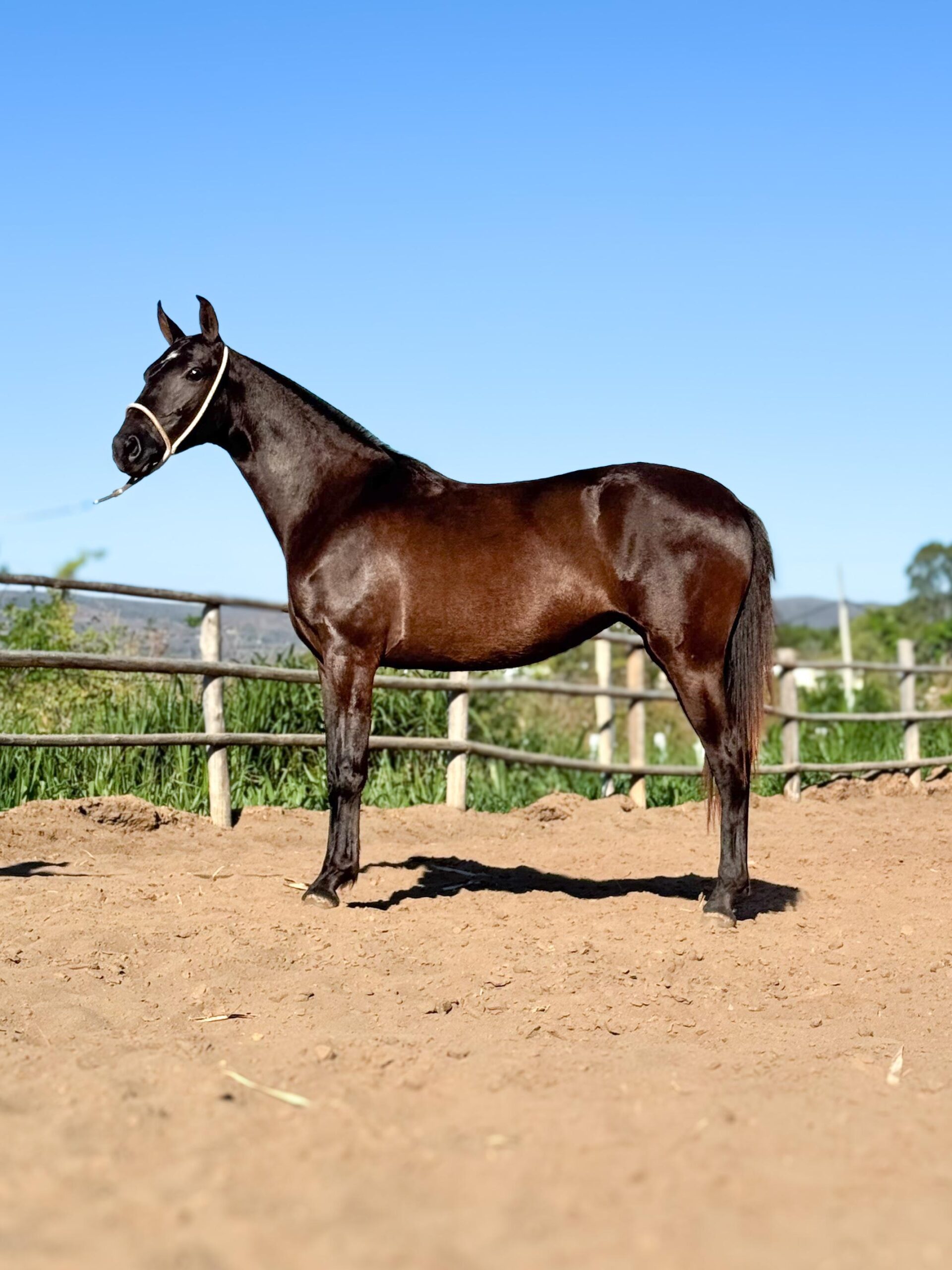 Capitu do HFC whatsapp image 2025 10 02 at 13.15.16