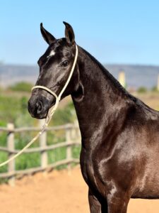 whatsapp image 2025 10 02 at 13.15.17 (1)