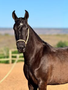 whatsapp image 2025 10 02 at 13.15.17 (2)