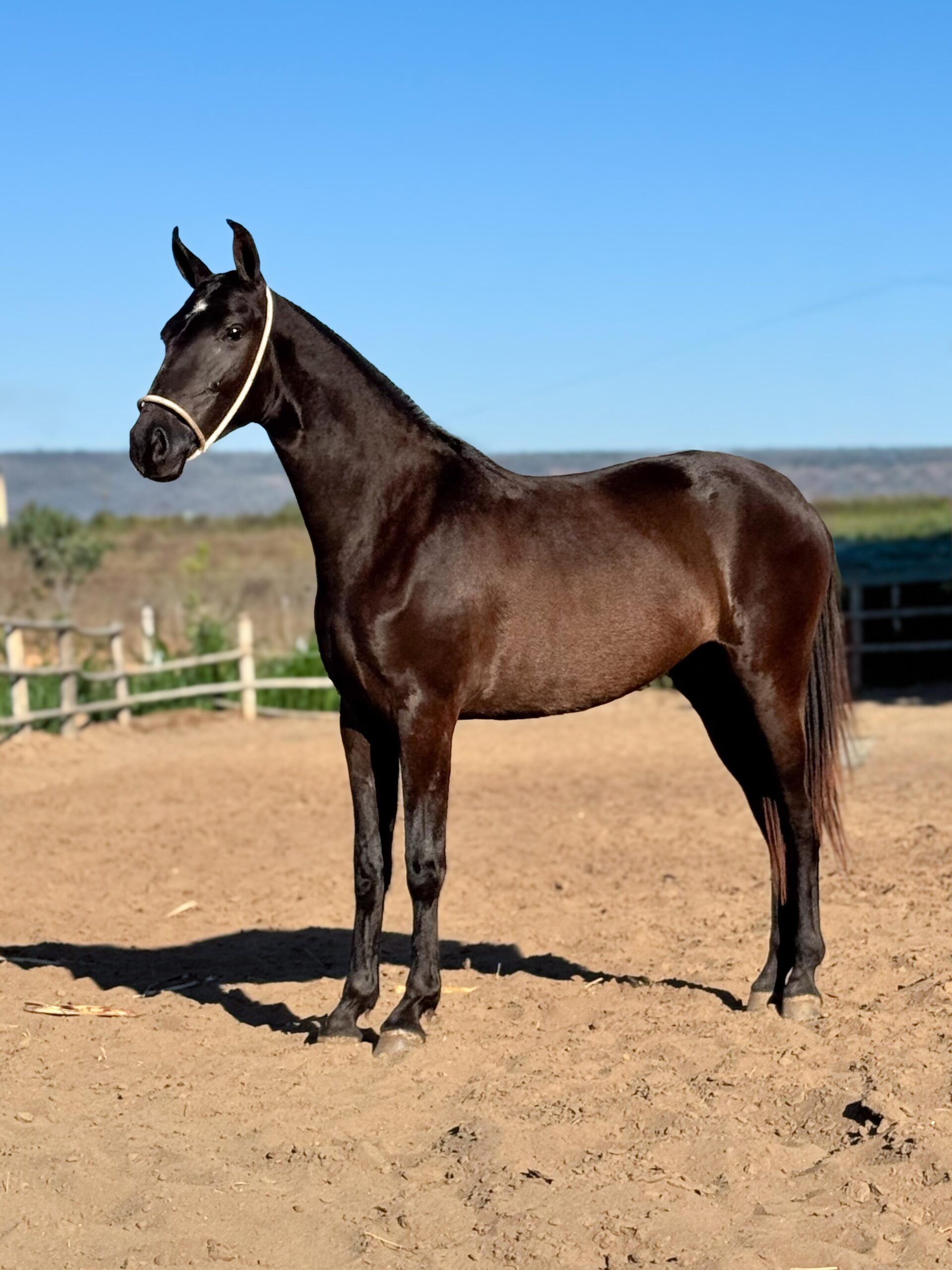 Capitu do HFC whatsapp image 2025 10 02 at 13.15.17 (3)