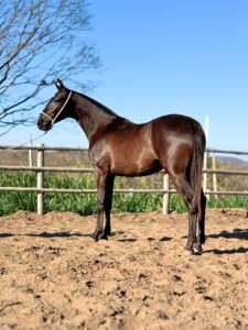 whatsapp image 2025 10 02 at 13.15.17 (4)