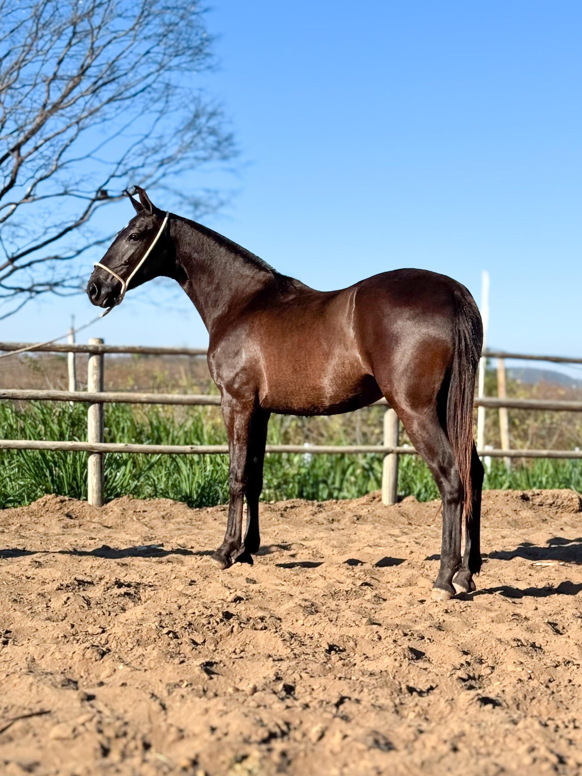 Capitu do HFC whatsapp image 2025 10 02 at 13.15.17 (4)