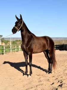 whatsapp image 2025 10 02 at 13.31.47 (2)